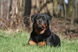 ROTTWEILER 518